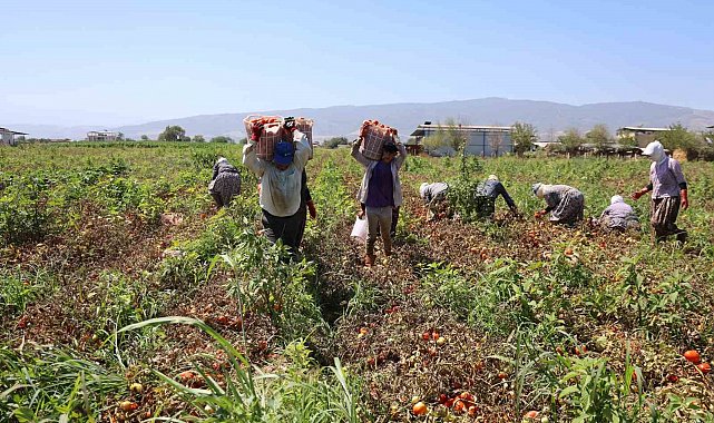 Domates işçileri çöl sıcaklarında saati 250 TL'ye ter döküyor