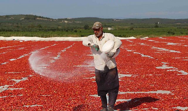 Domates kurutma alanlarında görsel şölen