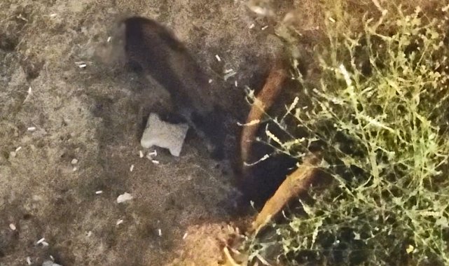 Domuzlar yazlıkların bahçesinde yiyecek aradı