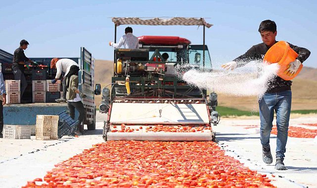 Dünya sofralarını süsleyen domateste 15 bin 300 ton rekolte bekleniyor