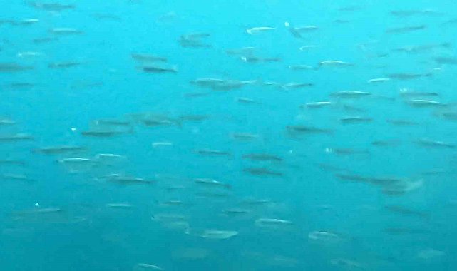 Dünyanın en büyük sodalı gölünde inci kefallerinin sualtı şöleni