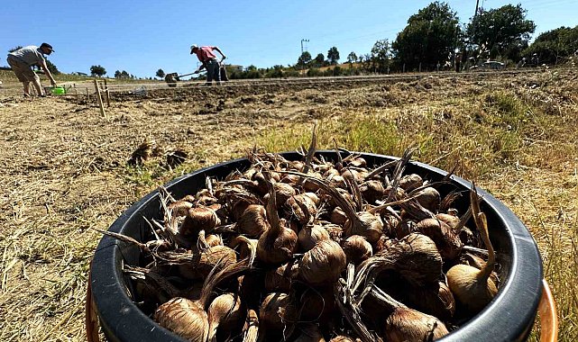 Dünyanın en pahallı baharatı Safran toprakla buluşuyor