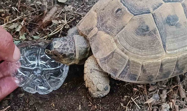 Duyarlı vatandaştan yüreklere dokunan hareket: Kaplumbağaya gözyaşları içinde su içirdi