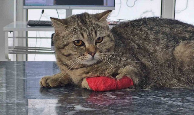 Düzce'den 420,3 ton kedi köpek maması ihraç edildi