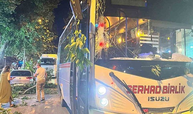 Edirne'de ağaç devrildi, 2 araç hasar gördü