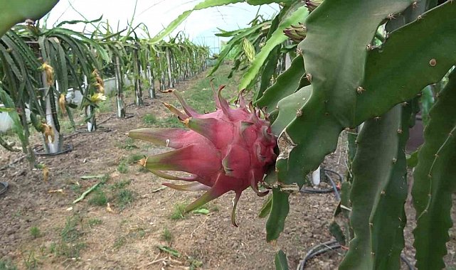 Ejder meyvesi hasadı yüzleri güldürdü