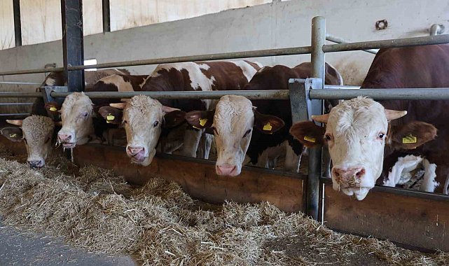 Elazığ Bölge Veterinerler Odası Başkanı Bulut: "Şap hastası olan hayvanın kesilmesinde bir sakınca yoktur"