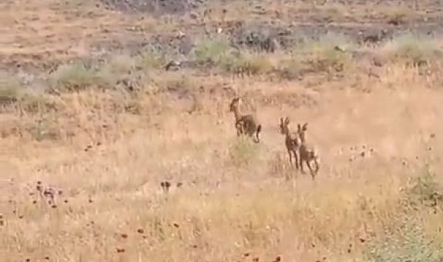 Elazığ'da dağ keçileri piknik alanlarına indi