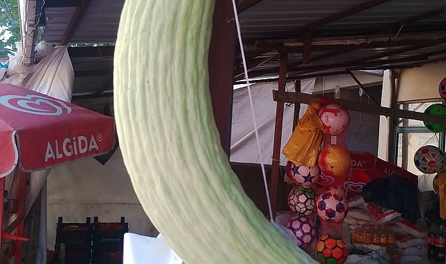 Elazığ'da dev acur hayrete düşürdü