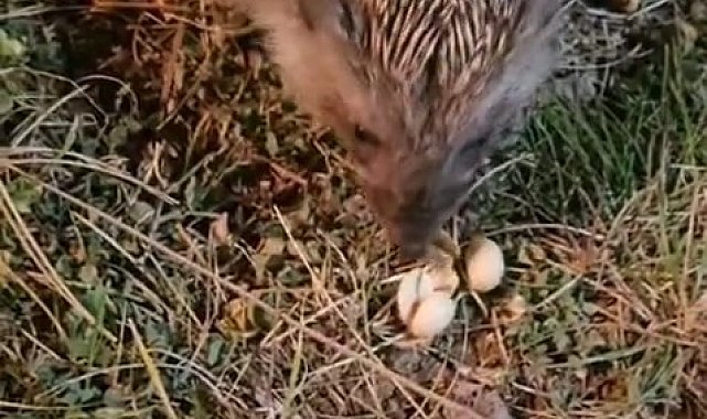 Elazığ'da kirpiyi fıstıkla beslediler