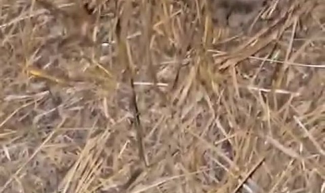 Elazığ'da sarıkız örümceği ile kedinin mücadelesi kamerada