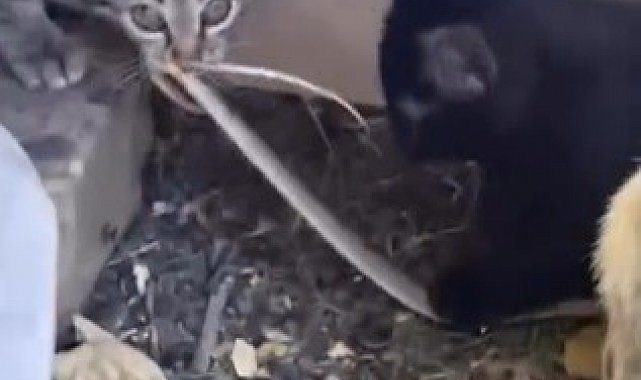 Elazığ'da yavru kedilerin yılanla oynaması kamerada