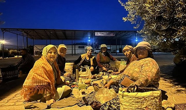 Elleriyle poğaça yapan kadın vekil şafakta üreticiyle birlikte hasat yaptı