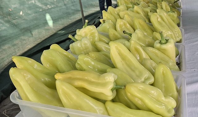 En iyi Kale Biberi yetiştiricileri ödüllendirildi