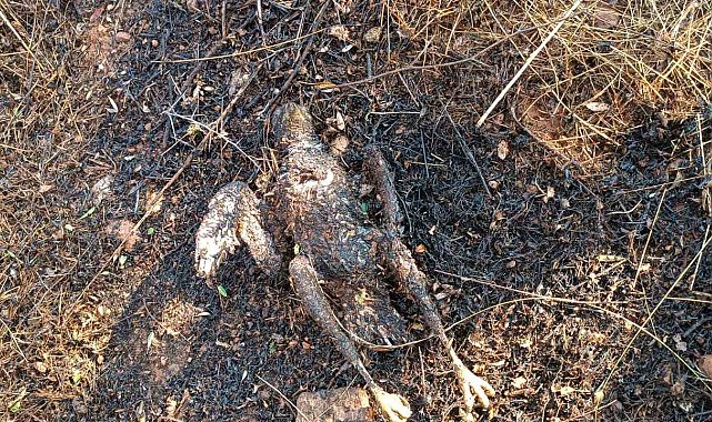 Enerji nakil hattına çarpan kuş yangına neden oldu