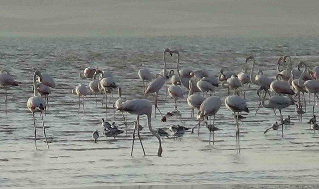 Erçek Gölü'nde flamingoların renkli dansı