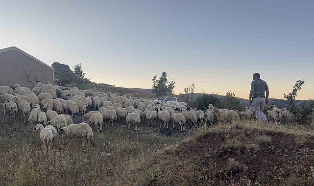 Erzincan'da koyun sürüsü ayı ve kurtların saldırısına uğradı