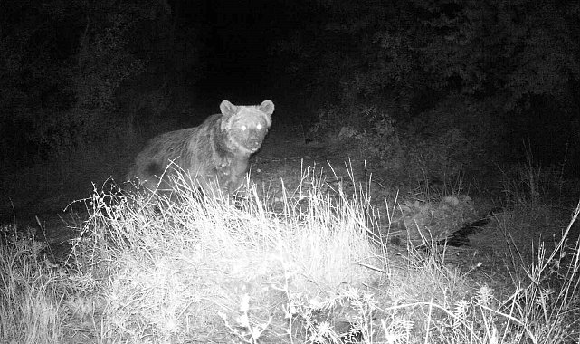 Erzincan'da yaban hayatı fotokapanla görüntüleniyor