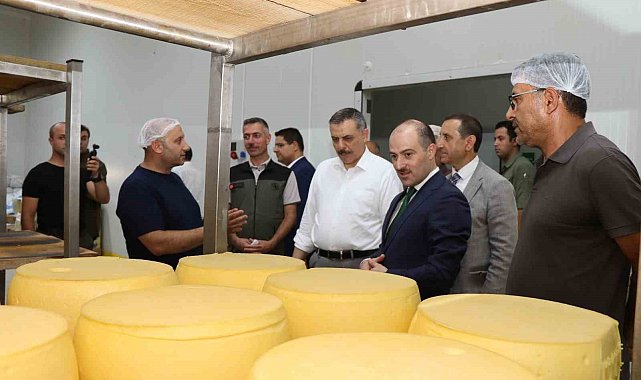 Erzurum'da kaşar üretimi yaygınlaşıyor