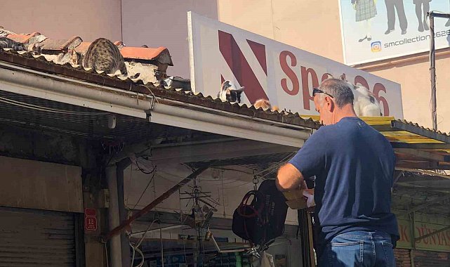 Eskişehir'de esnaf hergün çatıya tırmanıp kedileri besliyor