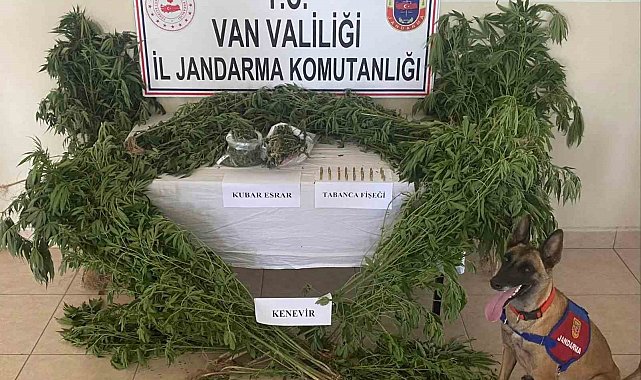 Evin çatısına kenevir ekti