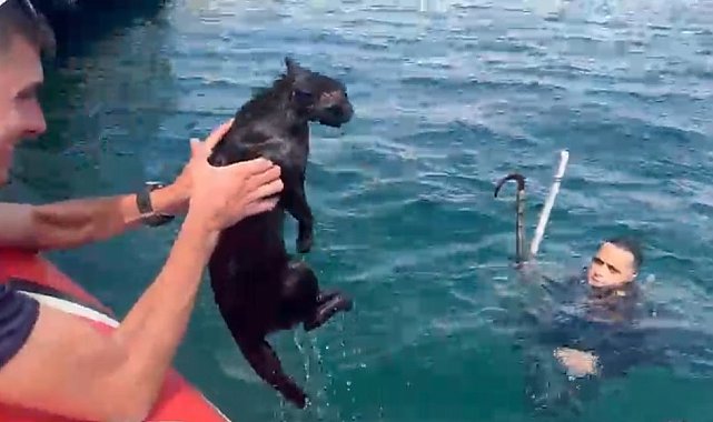 Feribot iskelesinde mahsur kalan kedinin yardımına Sahil Güvenlik koştu