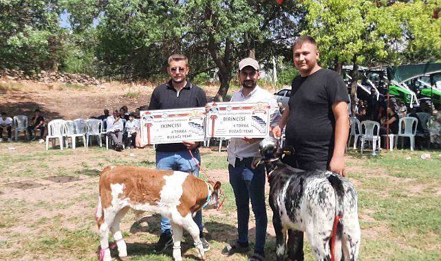 Festivalde en güzel kuzu ve buzağı seçildi