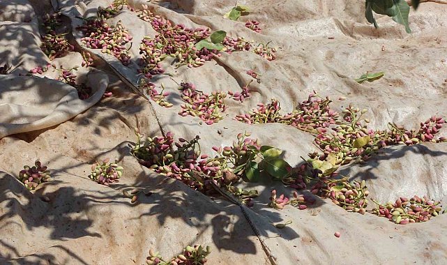 Fıstığın anavatanı Gaziantep'te hasat başladı
