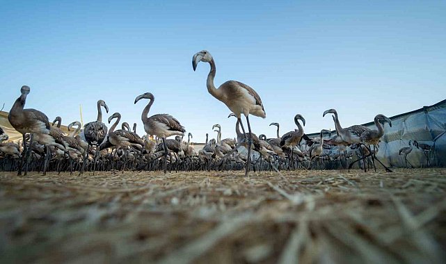 Flamingolar Gediz Deltasına hayat veriyor