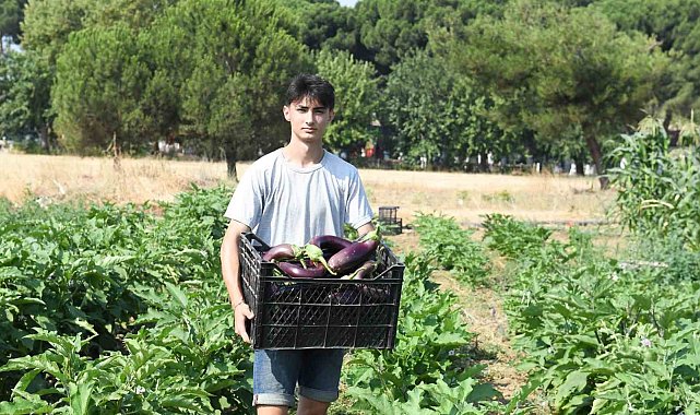 Gazi Tarım'da hasat zamanı