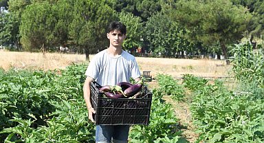 Gazi Tarım'da hasat zamanı