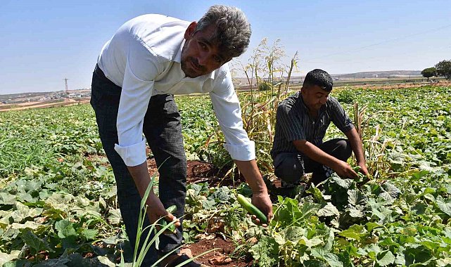 Gaziantep'te domates, patlıcan ve biber hasadı başladı