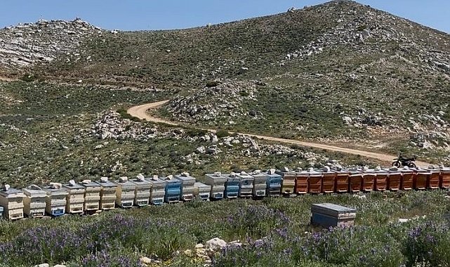 Gazipaşa'da 36 arı kovanı çalındı