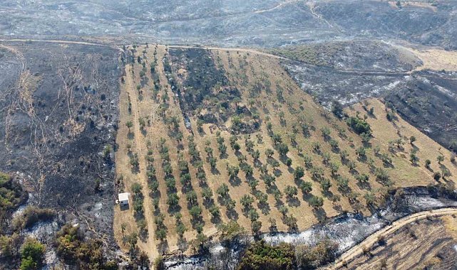 Gelibolu'da yaşayan çiftçi zeytinliğinin altını sürdüğü için yangından etkilenmedi