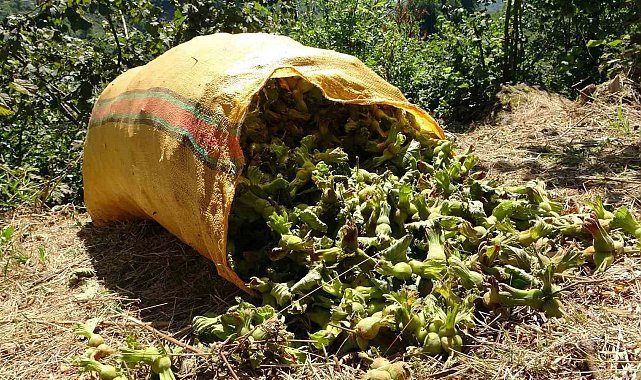 Giresun'da fındık hasadı başladı