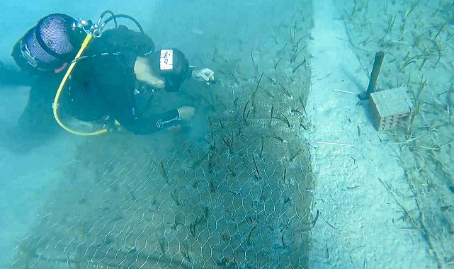 Göcek'te 2 bin yaşında deniz çayırı keşfedildi