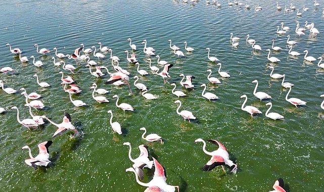 Gölde görüntülenen flamingolar görsel şölen oluşturdu