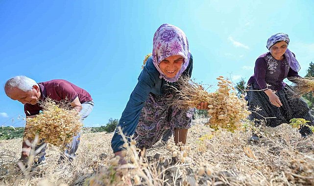 Gülnar'da atalık tohum desteğiyle üretilen nohutlar hasat edildi