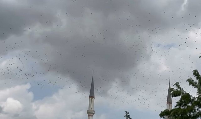 Güneye göç eden yüzlerce leylek İstanbul semalarında
