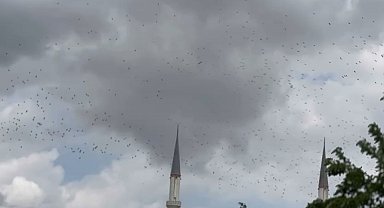 Güneye göç eden yüzlerce leylek İstanbul semalarında