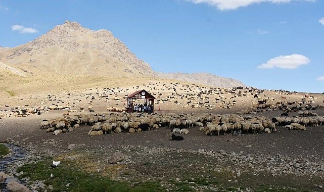 Hakkari'de Şap hastalığı karantinası sona erdi