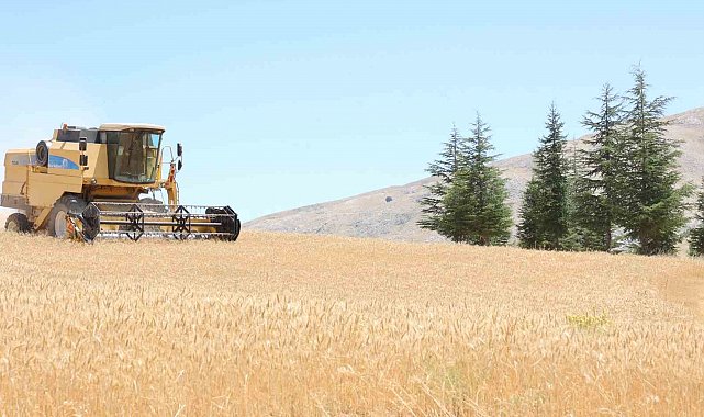 Halk Ekmek için buğday hasadı başladı