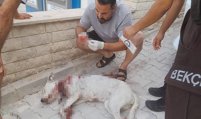 Hamile köpeği tüfekle vuran cani tutuklandı