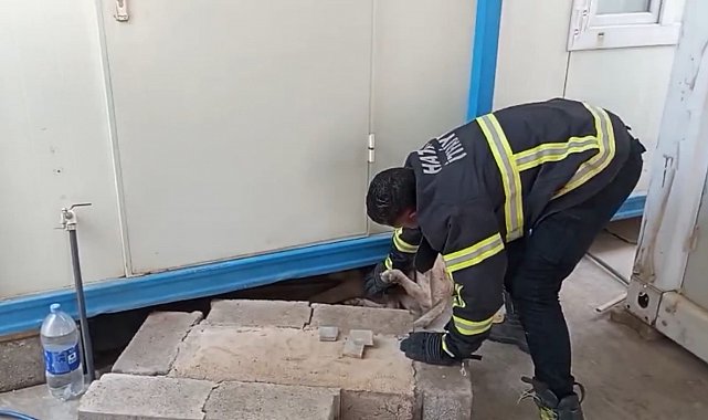 Hatay'da konteynerin altına sıkışan köpek kurtarıldı
