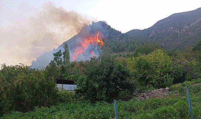 Hatay'da orman yangını