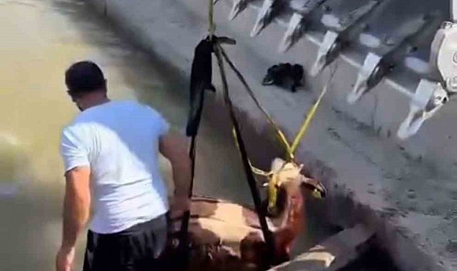 Iğdır'da kanala düşen inek kepçe ile kurtarıldı
