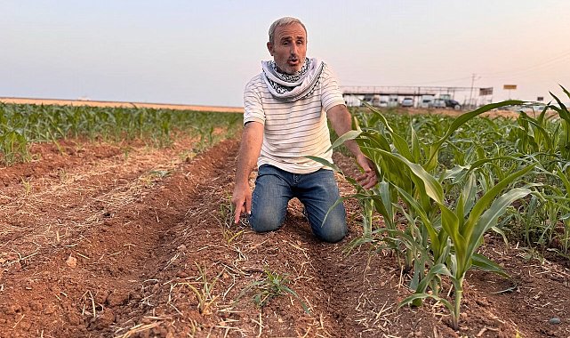 İki tohum arasındaki büyüme farkı çiftçiyi kızdırdı