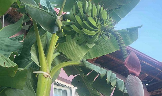 İnat etti, 700 rakımda muz yetiştirdi