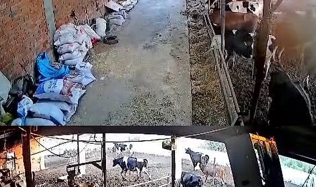 İnekler kaçıştı, kolonya şişeleri yerle bir oldu