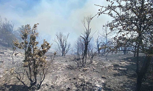İzmir'de ormanlık alanda yangın çıktı: Havadan ve karadan müdahale başladı